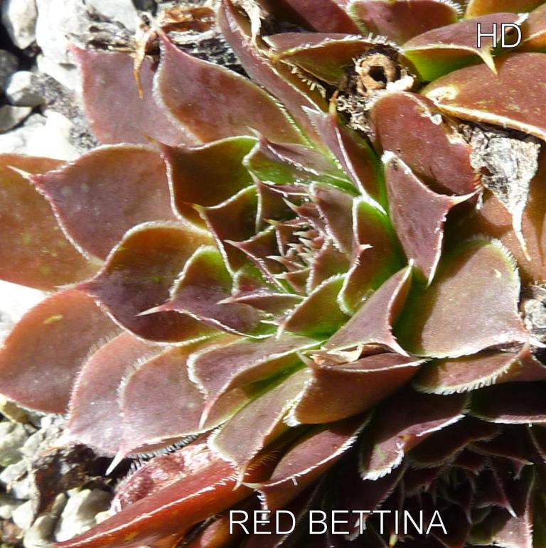 Red Bettina / Jovi