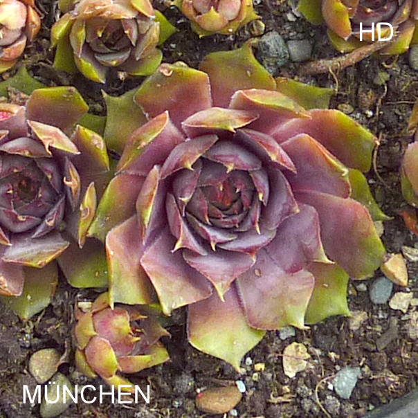 München