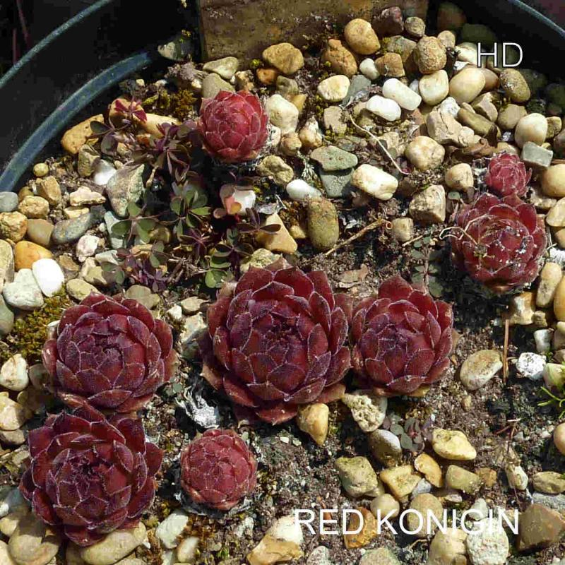 Red Konigin