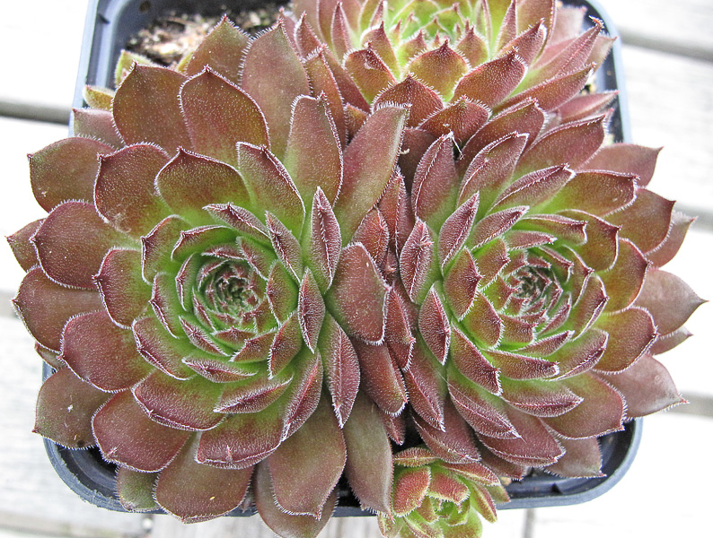 Red Konigin