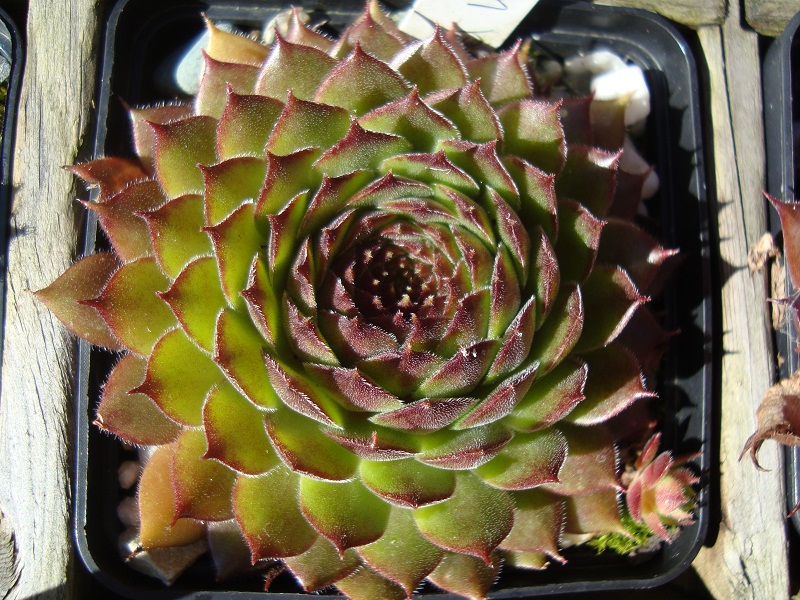 Red Konigin