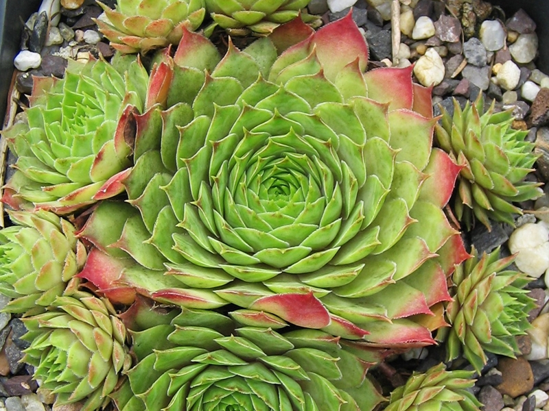 Tacora