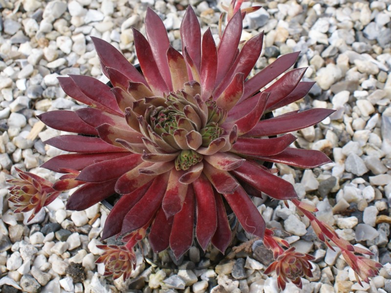 Sunray Stryder