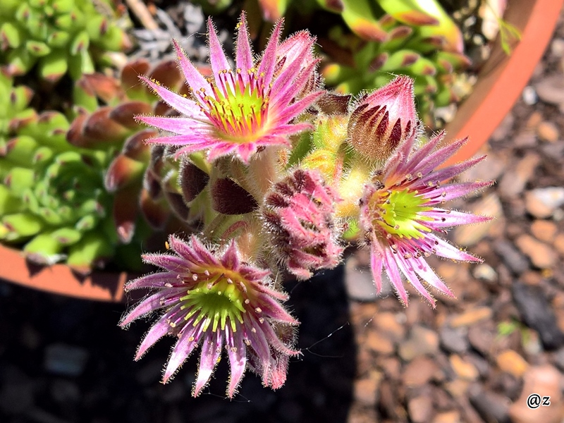 Sea Anemone