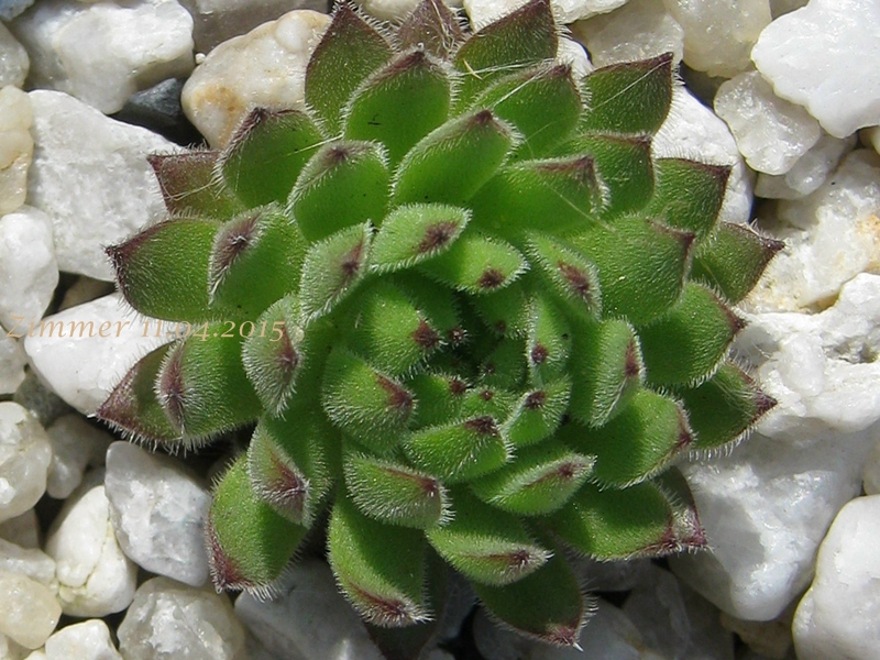 Sea Anemone