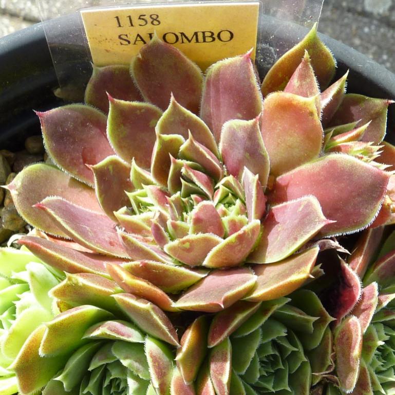 Salombo / Jovi