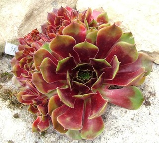 Sanford's Hybrid