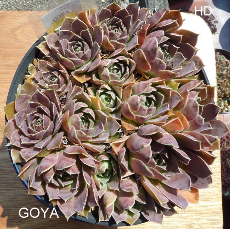 Goya / Jovi