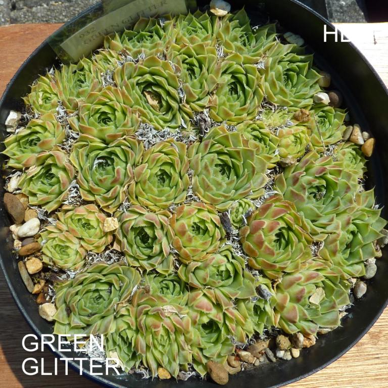Green Glitter / Jovi