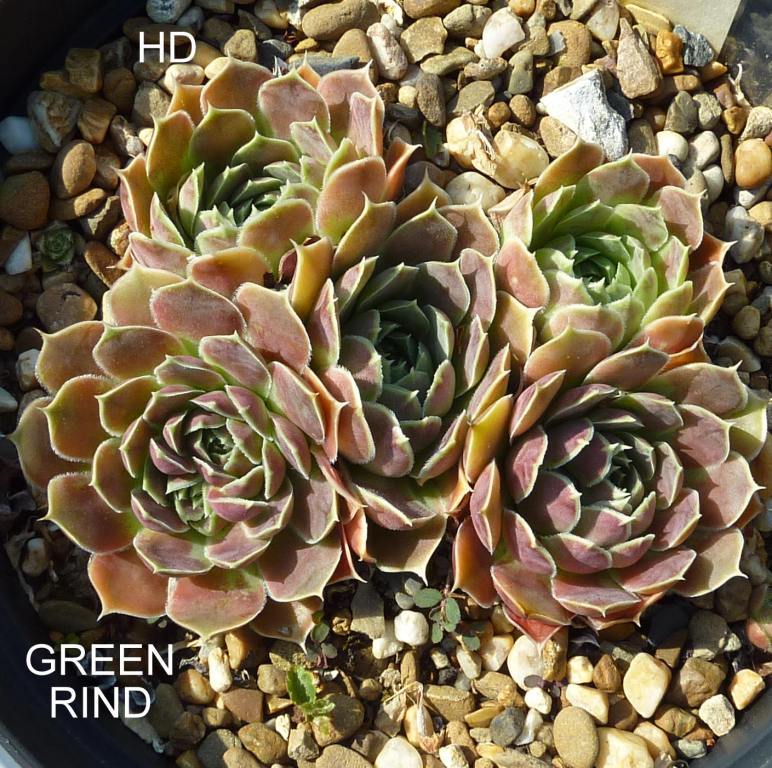 Green Rind / Jovi