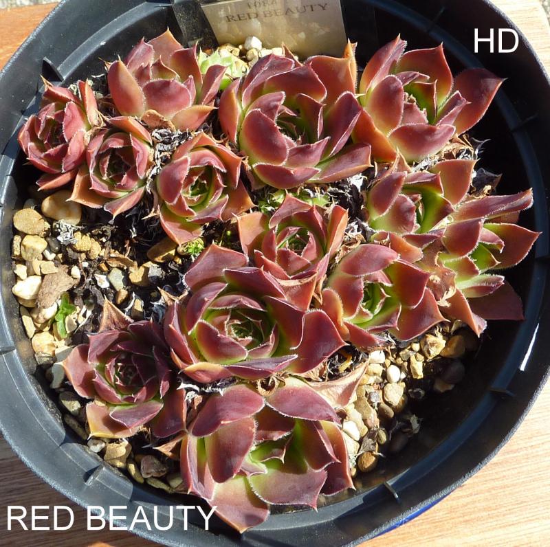 Red Beauty / Jovi