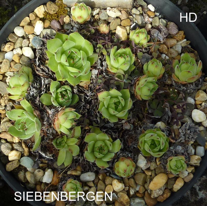 Siebenbergen