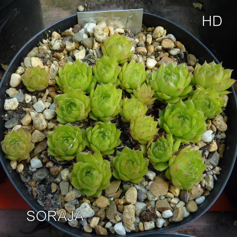 Soraja