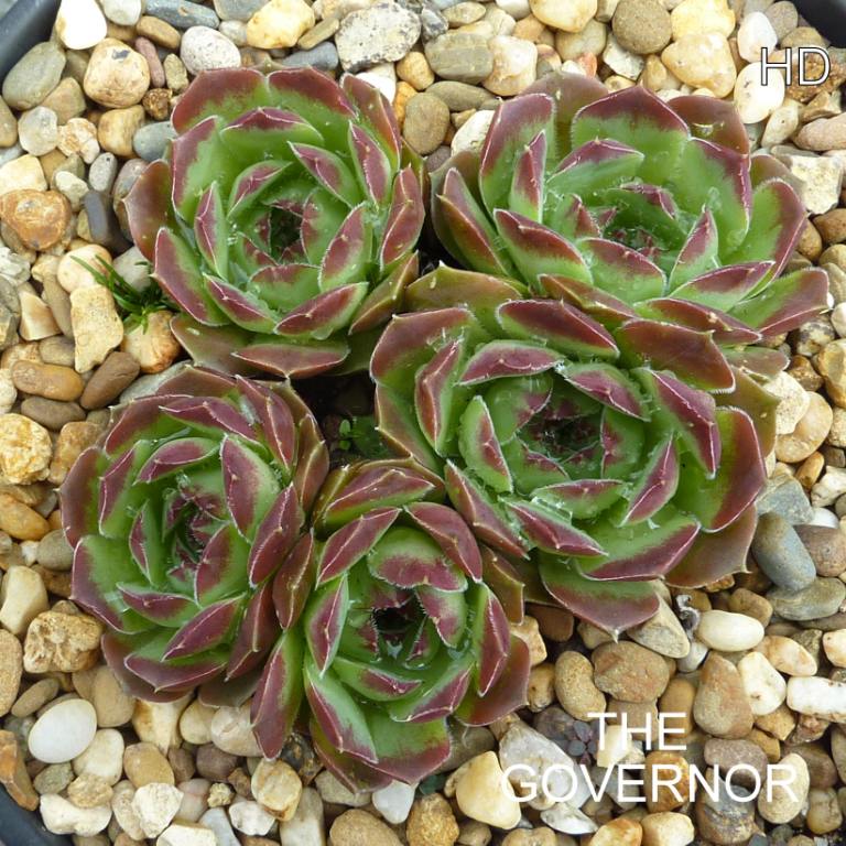The Governor / Jovi