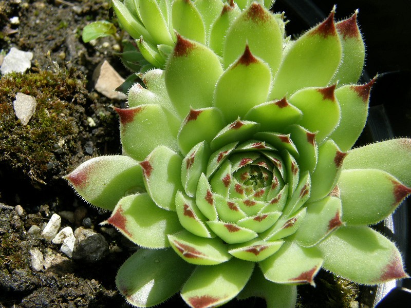 Greenii