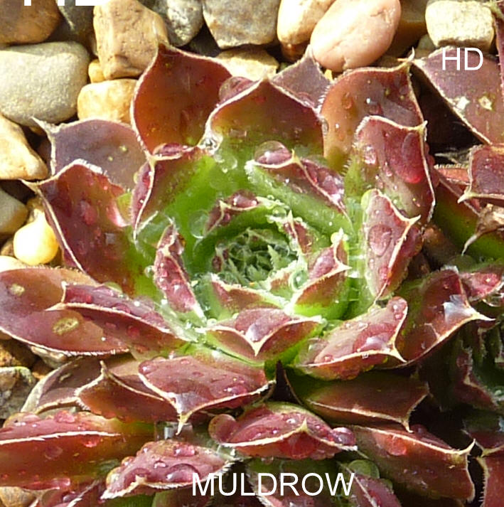 Muldrow / Jovi