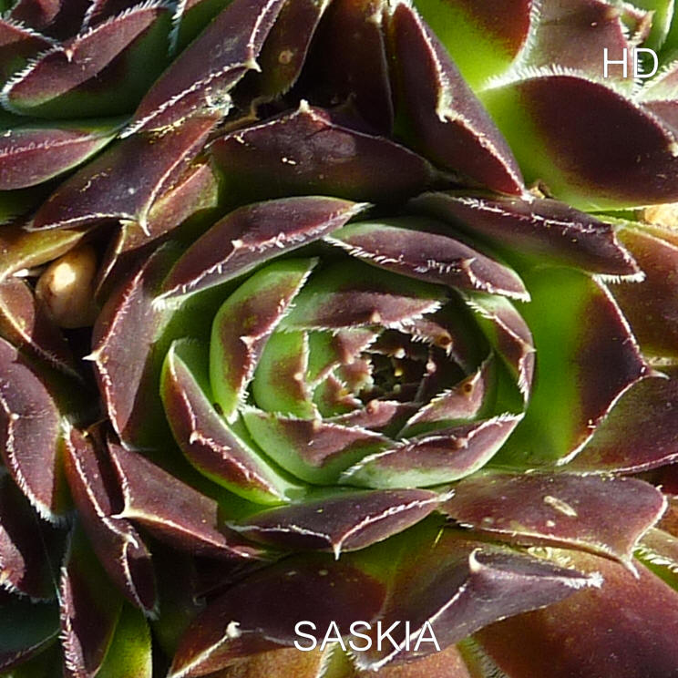 Saskia / Jovi