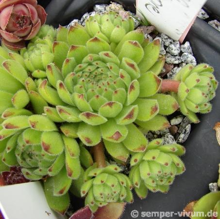 Sea Anemone