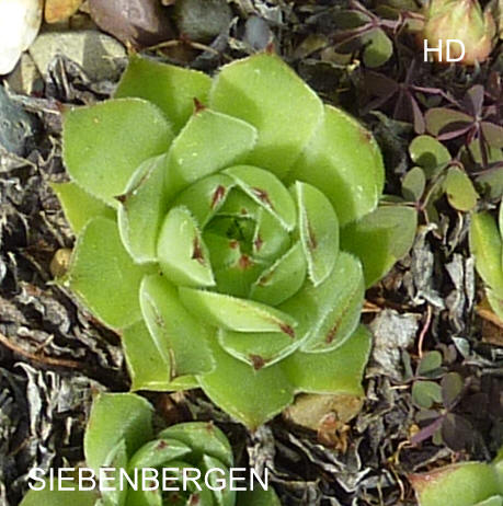 Siebenbergen