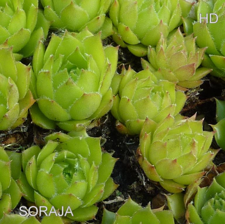 Soraja