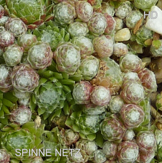 Spinne Netz
