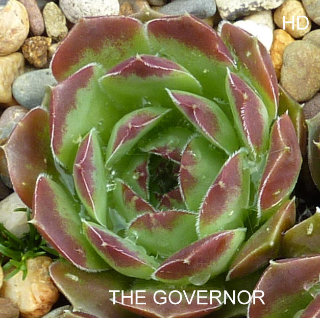 The Governor / Jovi