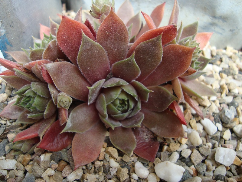 Sanford's Hybrid