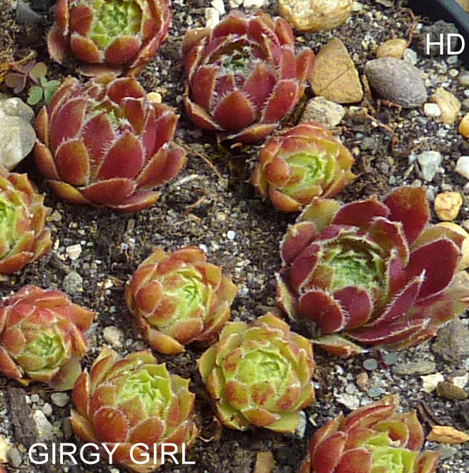 Girgy Girl