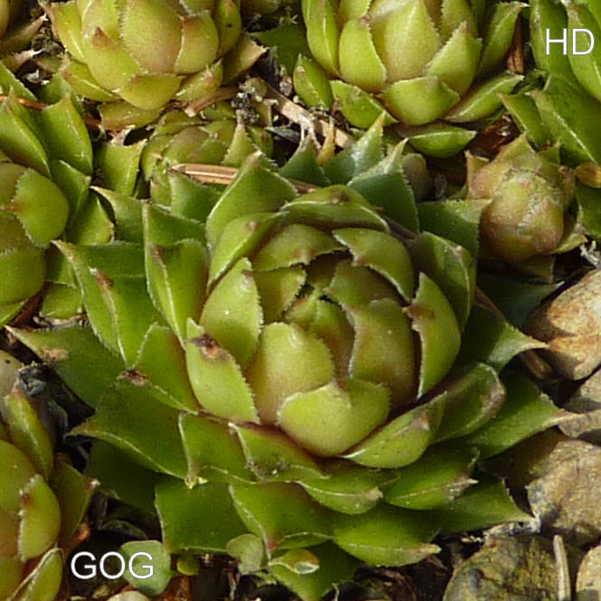 Gog