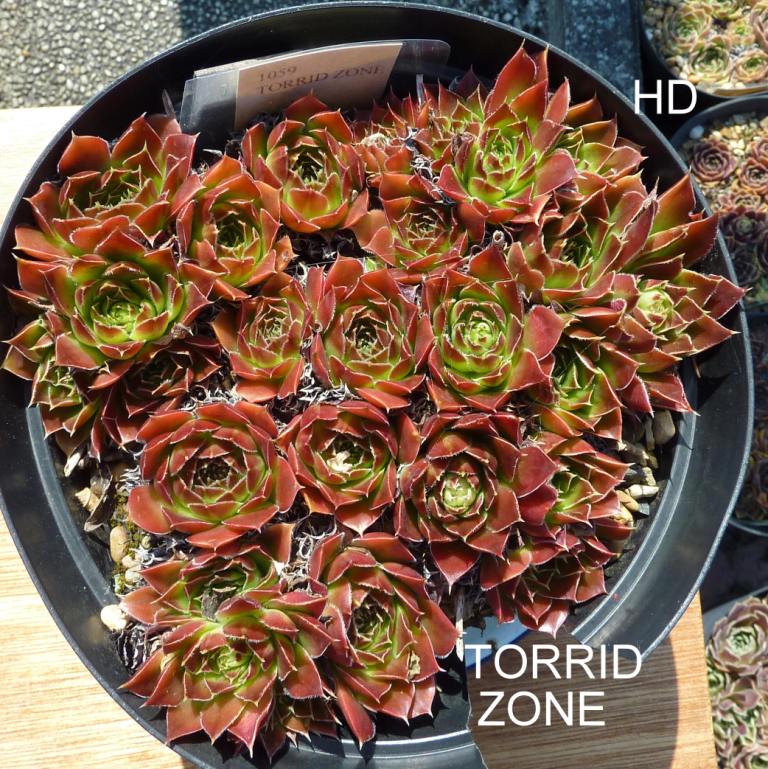 Torrid Zone / Jovi