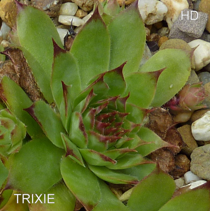 Trixie