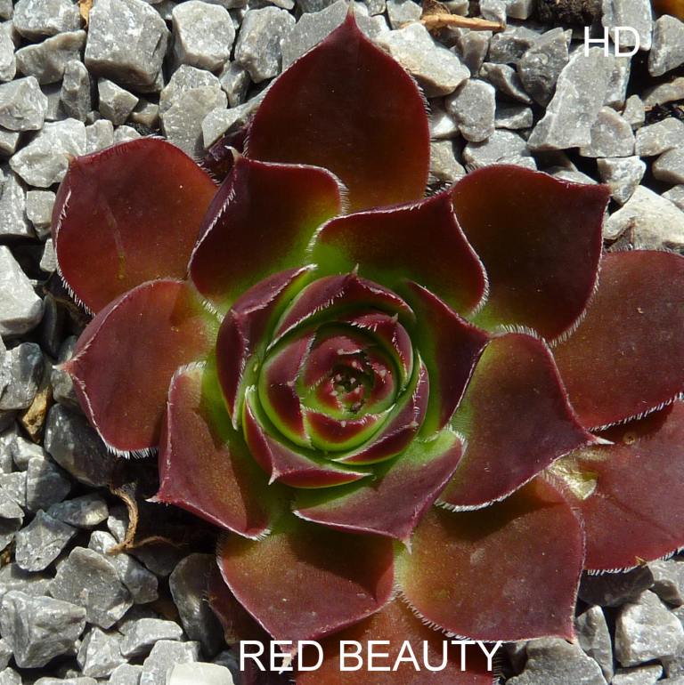 Red Beauty / Jovi
