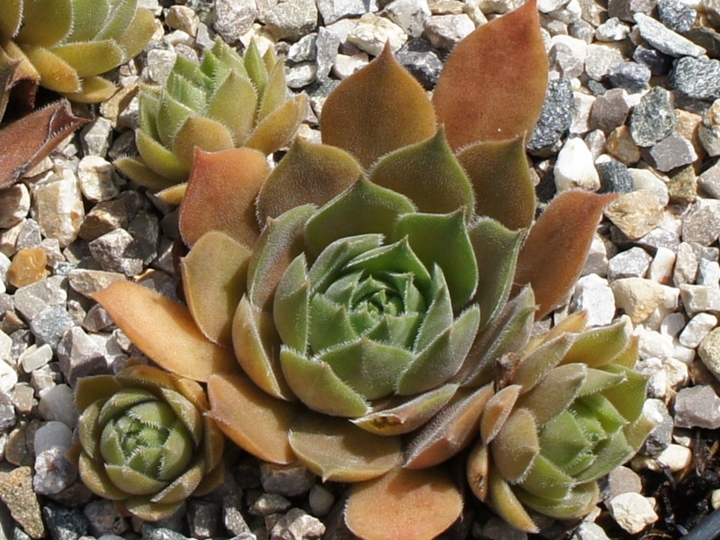 Sanford's Hybrid
