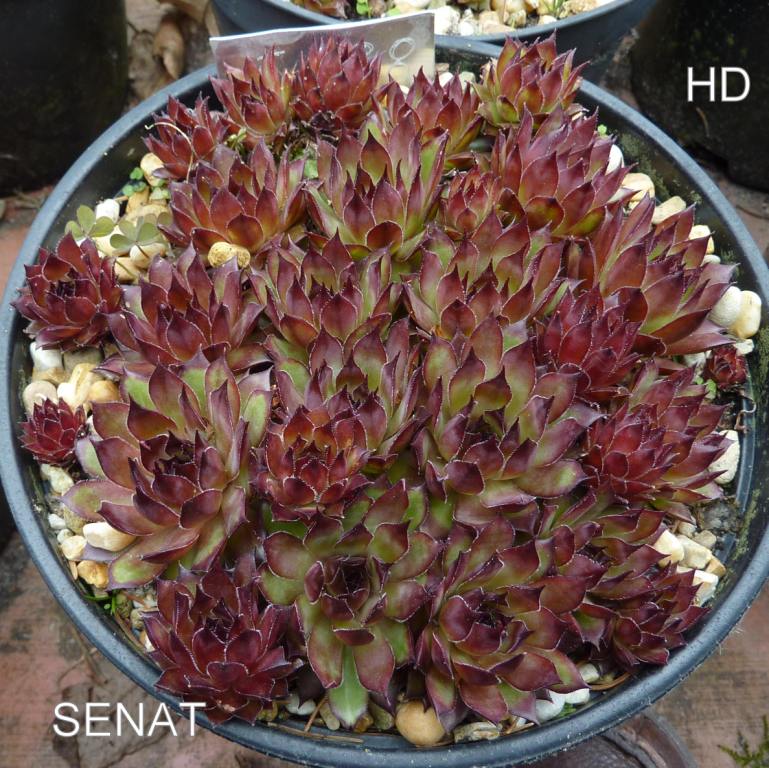 Senat