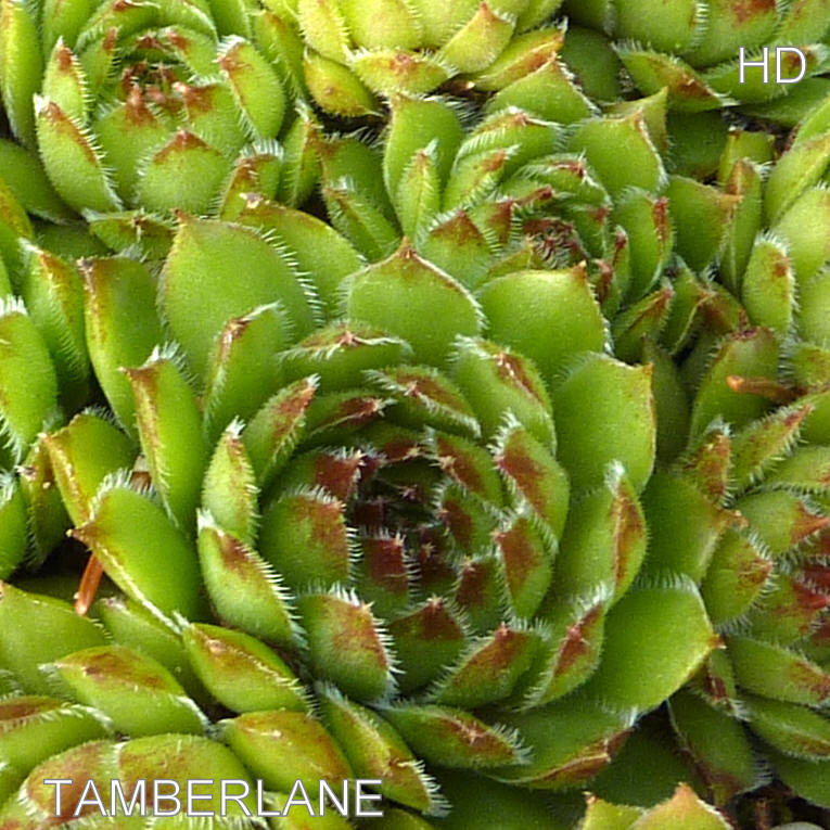 Tamberlane