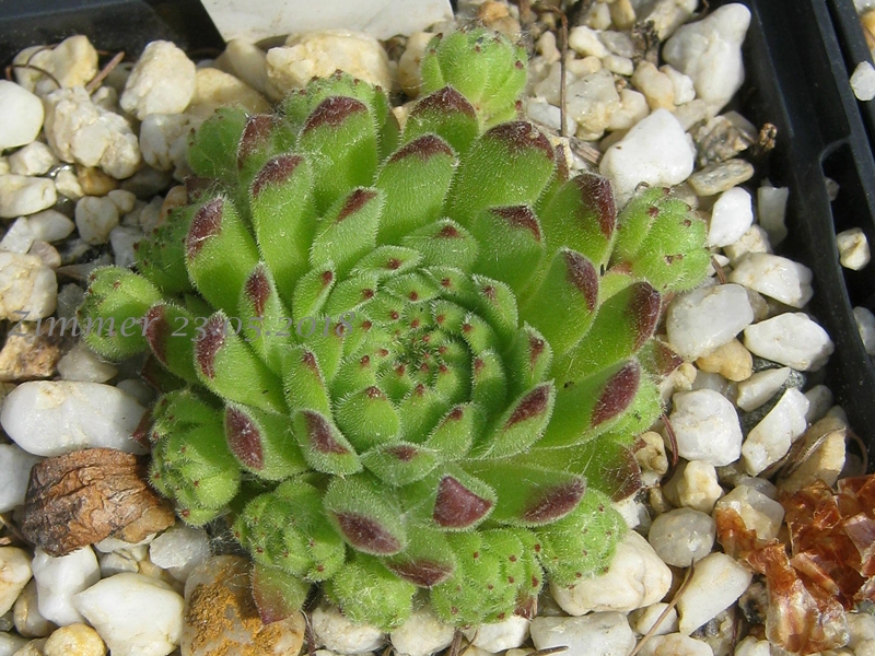 Sea Anemone