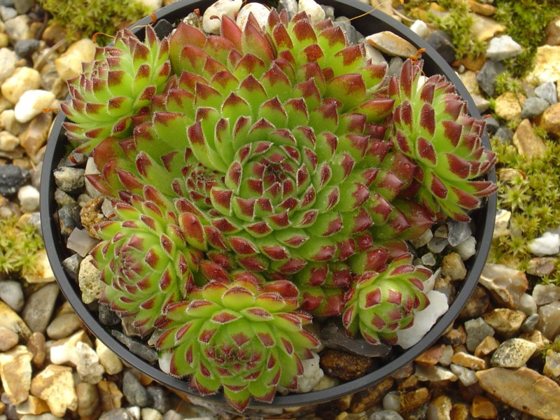 Sea Anemone