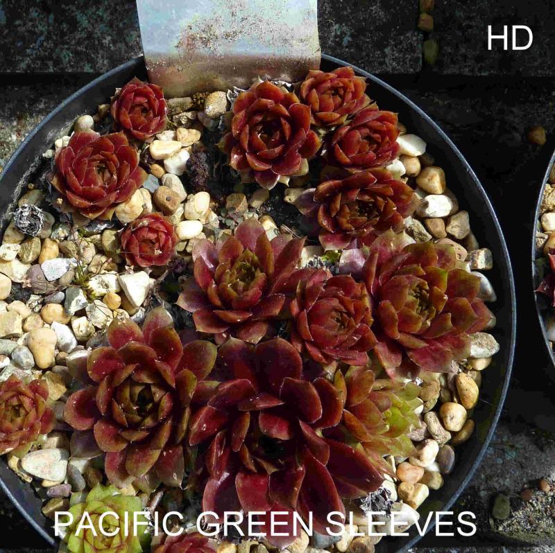 Pacific Green Sleeves
