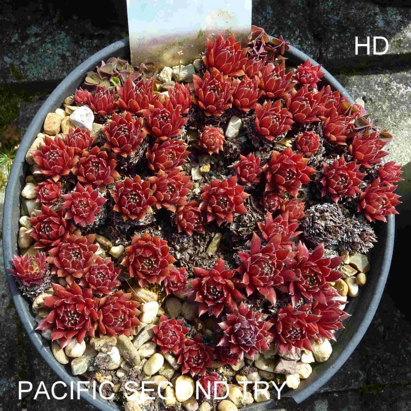 Pacific Second Try