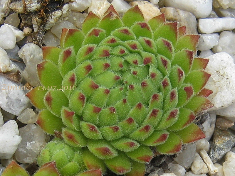 Sea Anemone