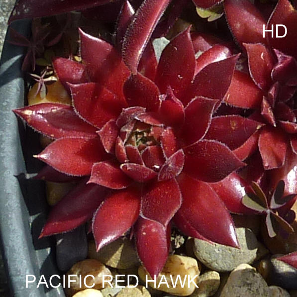 Pacific Red Hawk