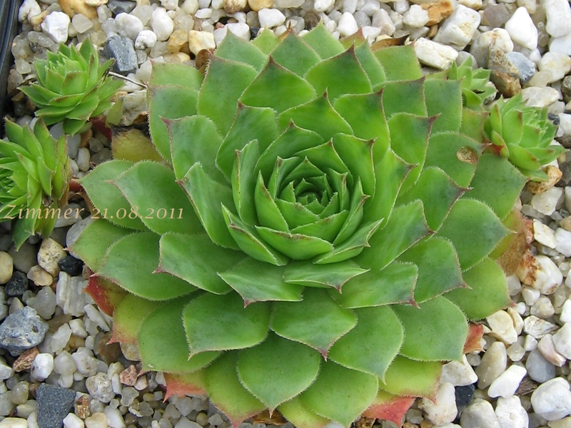 Green Giant