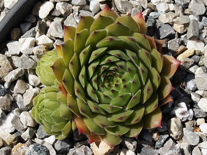Gratiana