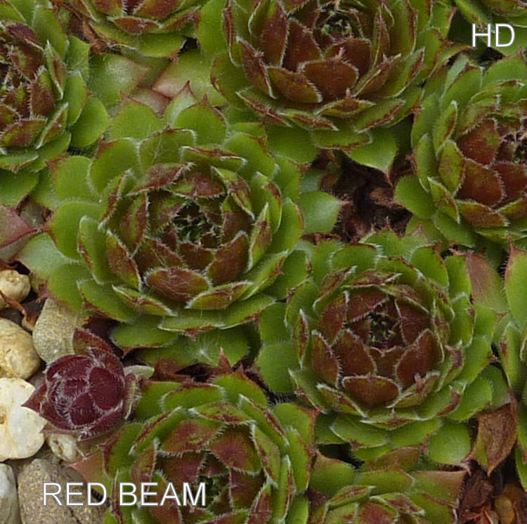 Red Beam