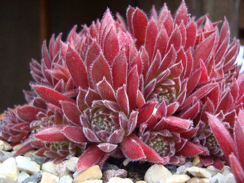 Pacific Red Tide