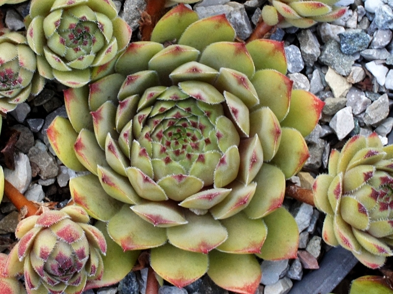 Gratiana