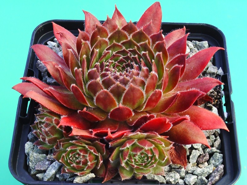 Red Beam