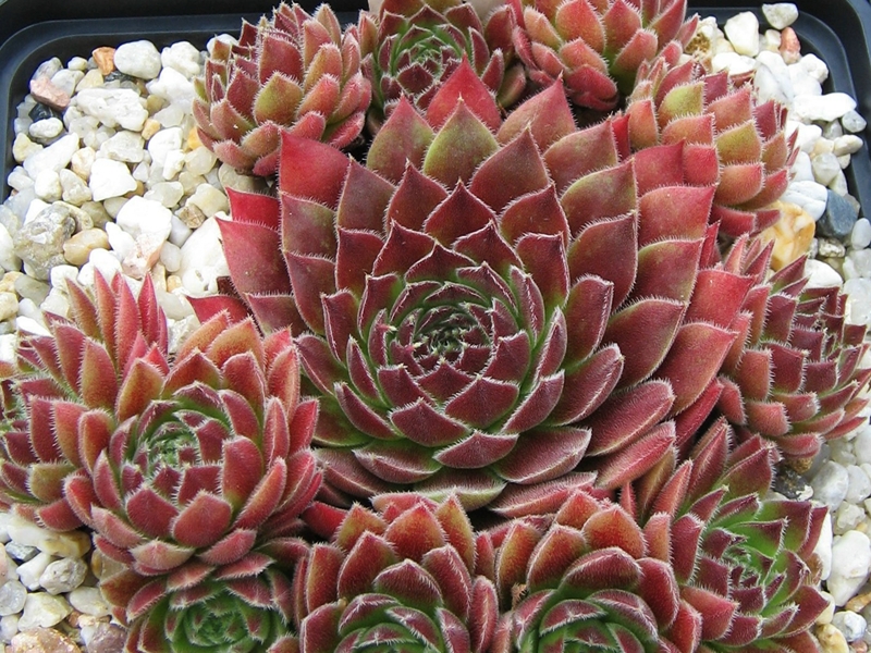 Pacific Sexy