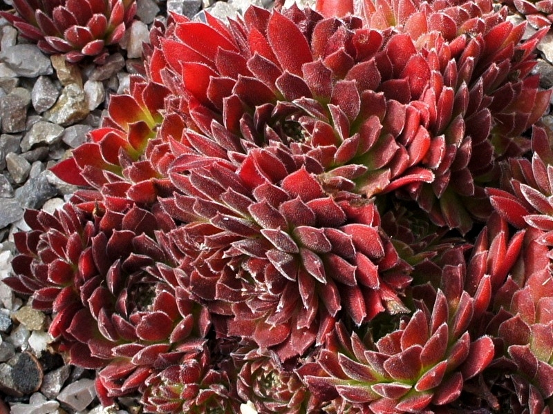 Pacific Red Tide
