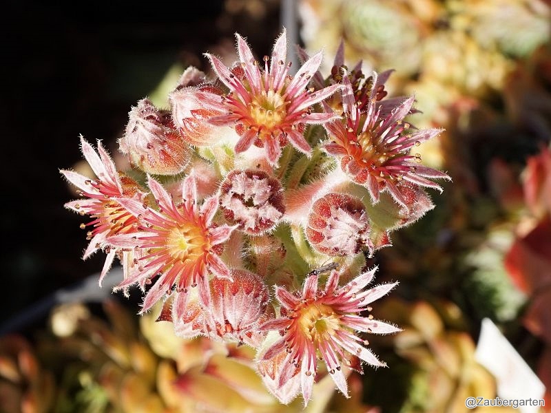 Gratiana
